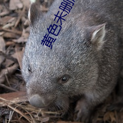 黄色未删版