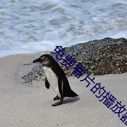 免费看片的播放器