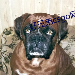 好兄弟csgo网站