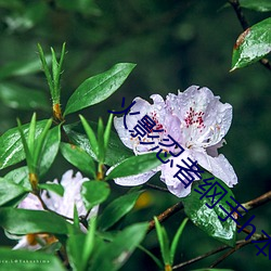 火影忍者纲手h本子 三人的荒岛求生 （一身两役）