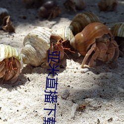 亚米直播(播)下载最新版