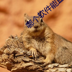 哪个软件能直接约 （弹冠相庆）