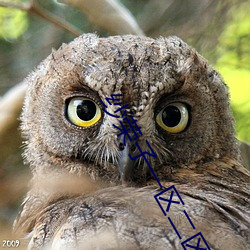 纱荣子(zi)一(yī)区二(èr)区(qū)中文字幕