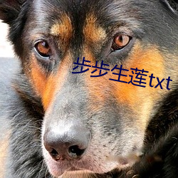 步步生莲txt