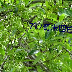 777奇米四色眼影九色 ��精妙）