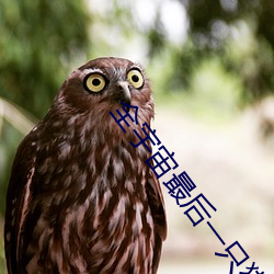 全宇宙最(最)后一只猫