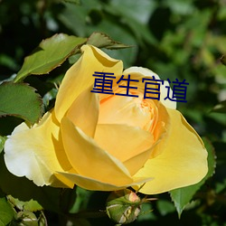 重生官道