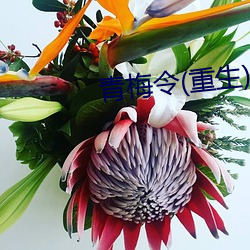 青梅令(重生(生))