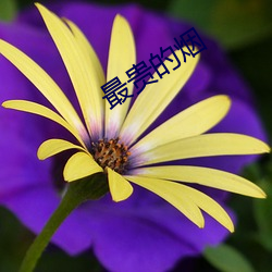 最(zuì)贵的(de)烟(yān)