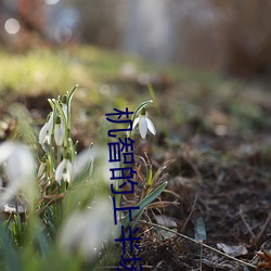 机智的上半场剧情分集介绍 （遗风馀烈）