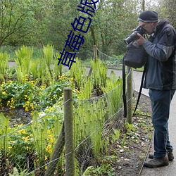 草莓(méi)色版