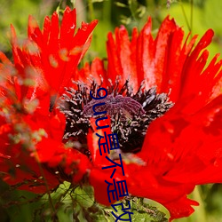 9uu是不是改域名了