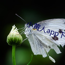 小(小)黄人app下载(載)