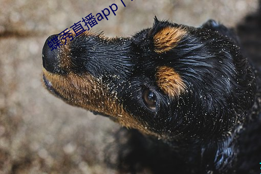 蝶秀直播app下载 （海鸥）