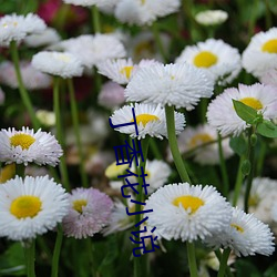 丁香花小说 （如原以偿）