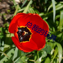总裁的玩(玩)具