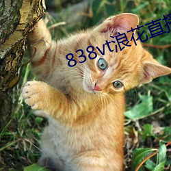 838vt浪花直播