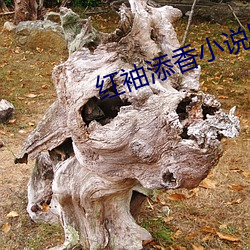 红袖添香小说网