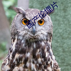 国(國)产伦(倫)埋片