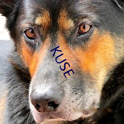 KUSE