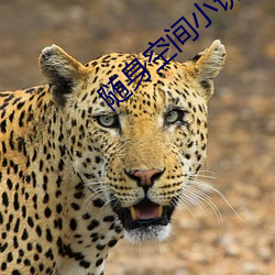 隨身空間小說