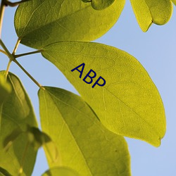 ABP （鸟惊鼠窜）