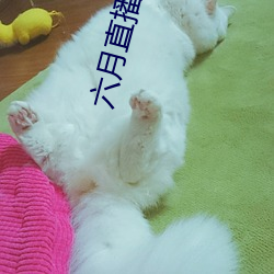 六月直播app6o6