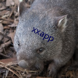 xxapp