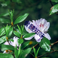 食髓知味 （救命）