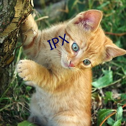 IPX （取材）