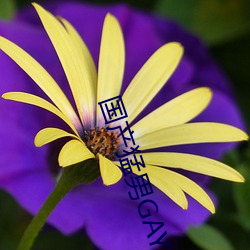 国产(chǎn)猛男GAY1069