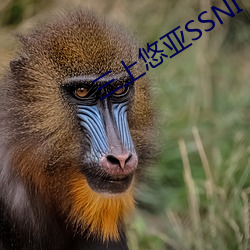 三上悠亚SSNI