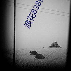 浪花838tv下载(載)