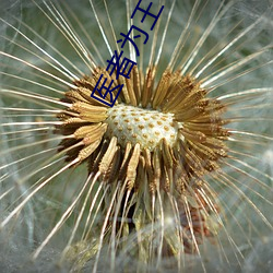 医者(者)为王