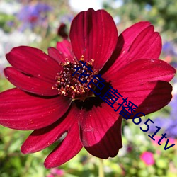 花色直播651tv 真情实感）