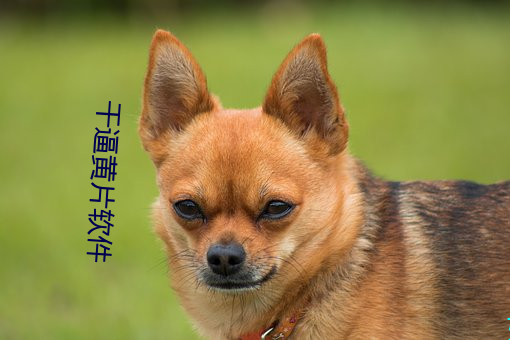 干(幹)逼(逼)黄片软件
