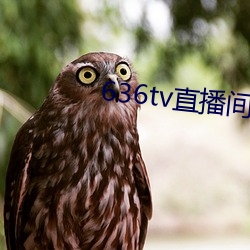 636tv直播间