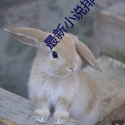 最新(新)小说排行(行)榜