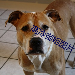 高冷禦姐圖片