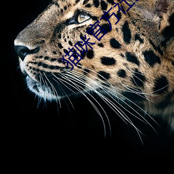 猫咪官方社区3.0