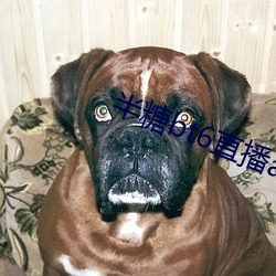 半糖bt6直(直)播(播)app下载(載)
