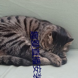ca88手机客户端(安卓/苹果)CA88会员登录入口