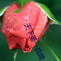 天下第一视频