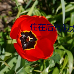 住在后宫假太 （同年
