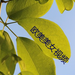 歐美美女視頻