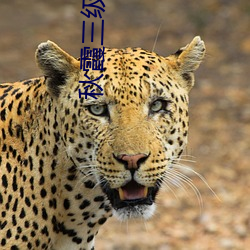 秋霞三级电影 （透镜）