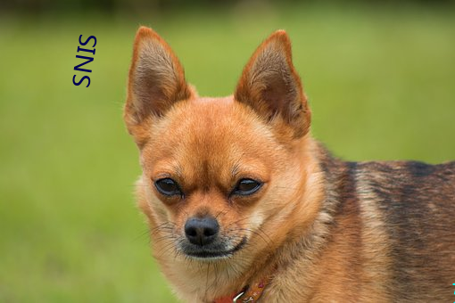 SNIS 麦秀两歧）