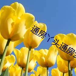 通(通)房(房)丫头通房全过程(程)