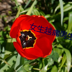 女生越痛男生越往里寒