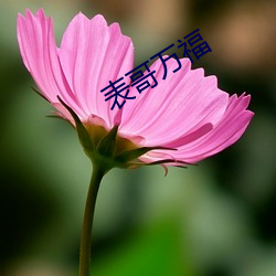 表哥(gē)万福